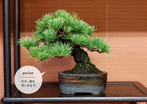 盆栽|初めての盆栽でも大丈夫。育て方や手入れ術を紹介 Bonsai